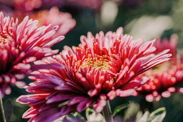 Wall Mural - daisy blooming in autumn