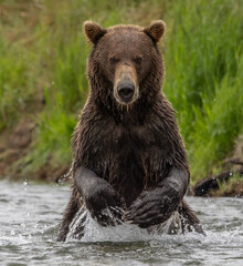 Poster - A brown or grizzly bear fishing for salmon in Katmai, Alaska 