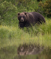 Wall Mural - Grizzly Bear in Anchorage, Alaska