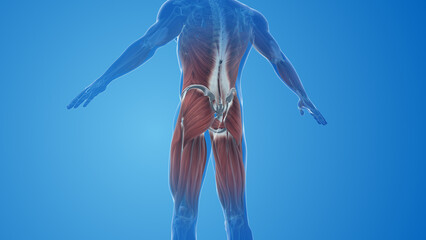 Wall Mural - Gluteus Maximus Muscles pain and injury