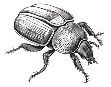 Beetle Insect Sketch Hand Drawn Sketch Vector Illustration