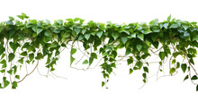 Verdant Javanese Treeline, Grape Ivy (Cissus Spp.) Jungle Vine Drapes, Isolated On A Transparent Background With Clipping Path. Generative AI