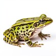 Florida leopard frog Lithobates sphenocephalus