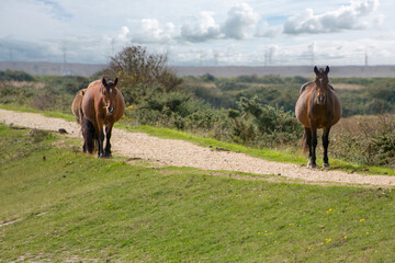 Sticker - New Forest Ponies on the  Footpath along The Solent Way trail at Lymington Hampshire England 