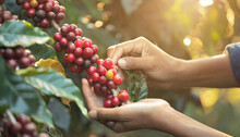 Hands Collecting The Coffee Harvest