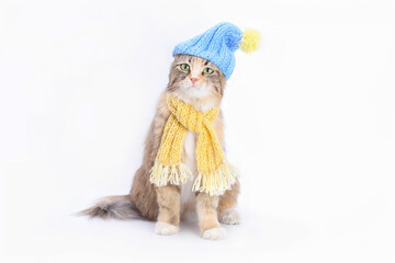 Wall Mural - Cat in a knitted yellow scarf and a knitted blue hat. Lovely Kitten dressed in a knitted outfit. Pet care. Clothing for animal. Studio shot of Kitten.  Portrait of a Cat ready for cold winter. 