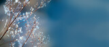 Fototapeta  - delicate openwork flowers in the frost. Gently lilac frosty natural winter background. Beautiful winter morning in the fresh air. Banner. free space for inscriptions.
