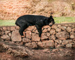 black bear rests after lunch