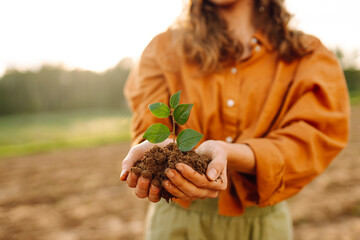 Wall Mural - A young plant in the hands of a woman farmer against the background of an agricultural field. A woman agronomist protects a young plant in the field. Organic gardening, ecology concept. Agriculture.