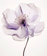 X-ray of beautiful purple flower, white background