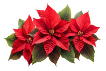 Red Christmas Poinsettia Isolated On White Background