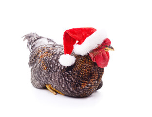 Canvas Print - Chicken in a christmas hat.