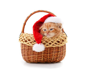 Wall Mural - Kitten in a Christmas hat basket.