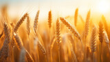 Wheat farm scenery wallpaper - ai generative