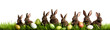 bannière web avec herbe, lapins et oeufs de pâques sur un fond transparent