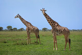 Fototapeta Sawanna - A pair of giraffes standing in green grass with trees and blue sky in background.  Photo taken in Tanzania East Africa on safari