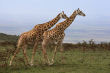 Fototapeta Zwierzęta - A pair of giraffes standing next to each other surrounded by Acacia trees with mountains in the background.  Take on safari in Africa