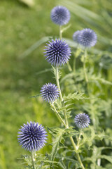 Sticker - Echinops bannaticus ‘Blue globe’