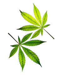 Wall Mural - Leafs of French cookies variety of marijuana with white background