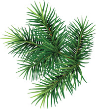 Pine Branch.Christmas. New Year.  Forest. Herbal Medicine. Fir Twigs. Winter.  Transparent, Png, Illustration