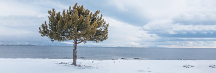 Canvas Print - tree in snowy beach