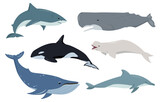 Fototapeta Pokój dzieciecy - Aquatic animals set. Ocean mammals humpback, sperm and killer whale, dolphin, shark and beluga in different poses. Vector flat icons illustration isolated on white background.