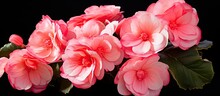 Blossoming Begonias In The Garden Are Pink