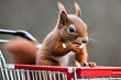 squirrel in the park,
Red squirrel fills up its shopping trolley full of hazelnuts,
