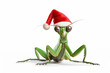 Cute praying mantis wearing a santa hat, on a white background, space for text