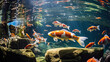 River pond decorative orange underwater fishes nishikigoi. Aquarium koi Asian Japanese wildlife colorful landscape nature clear water photo