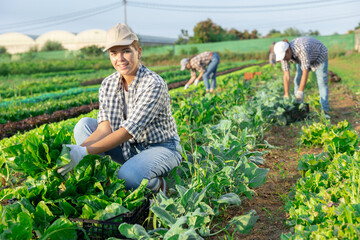 Wall Mural - Hired female worker carries plastic box with harvest of chard