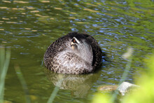 Pacific Black Duck Bird Resting With Its Head Under Its Wing In A Pond Of Water