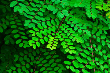 Sticker - Natural green leaves for backgrounds