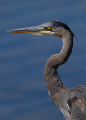 Wall Mural - Close-up of a great blue heron, seen in the wild in a North California marsh