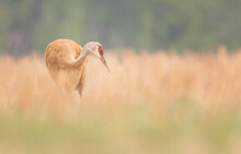 A Sandhill Crane Feeding In A Field 