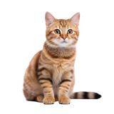 Fototapeta Koty - Cat sitting on transparent background