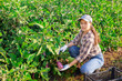 © JackF - Girl works on plantation garden bed, cuts eggplant and puts them in box for transportation. Seasonal work in field. From seedbed to supermarket window table