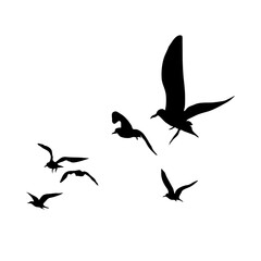 Poster - Flying bird silhouette