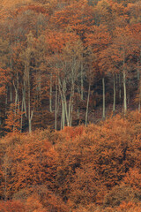 Wall Mural - autumn forest, corolful trees, can be used as background.
