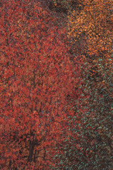 Wall Mural - beautiful abstract autumn background.