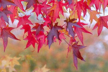 Wall Mural - beautiful autumn background with red maple leaves.