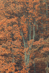 Wall Mural - autumn forest, corolful trees, can be used as background.
