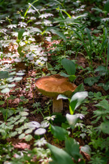  The white mushroom grew up in the forest. A representative of the genus boletus of the Bolete family of the class agaricomycetes. Edible mushrooms.