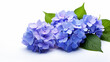 Front view blue purple Hydrangea with clear white background and spotlight for product presentation. Created using generative AI.