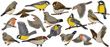 Vector Drawing Birds, Great Tit, Sparrow, Zebra Finch And Robin, Hand Drawn Songbirds, Isolated Nature Design Elements