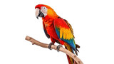 beautiful parrot on the transparent background