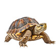 turtle isolated on white or transparent background