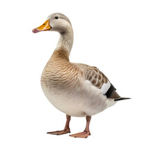 Duck On Transparent Background