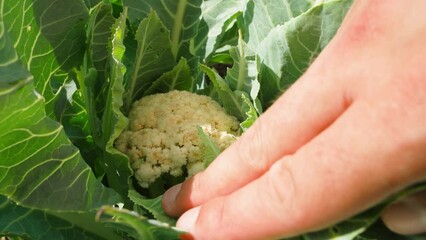 Wall Mural - A hand pushes back the leaves of a growing cauliflower, close-up. Checking the ripeness of cauliflower in the home garden