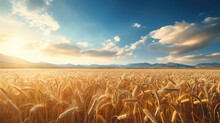 Wide Angle View Of Golden Ripe Wheat Field